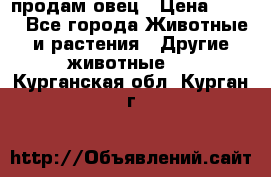  продам овец › Цена ­ 100 - Все города Животные и растения » Другие животные   . Курганская обл.,Курган г.